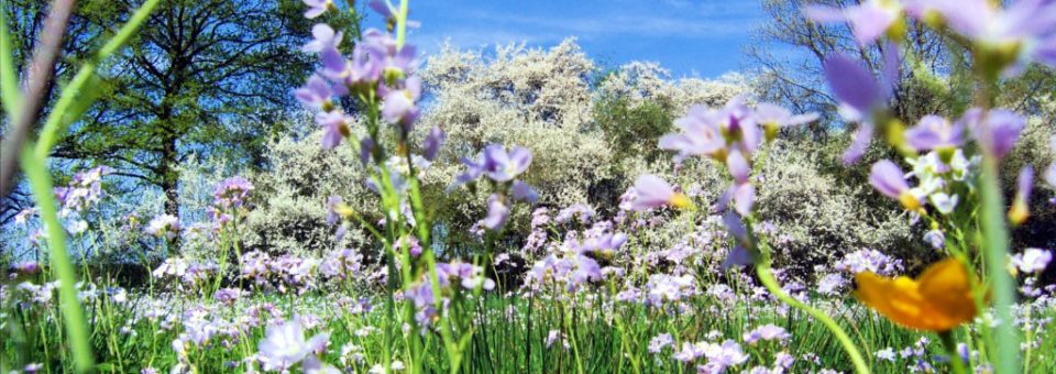 ARRIVA LA PRIMAVERA